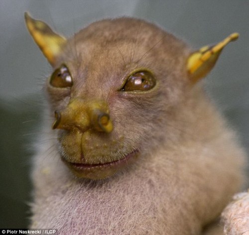 sixpenceee:  The Yoda BatIn 2010, a tube-nosed fruit bat with an appearance reminiscent of the Star Wars Jedi Master Yoda was discovered in a remote rainforest. The bat, along with an orange spider and a yellow-spotted frog, is among a host of new species
