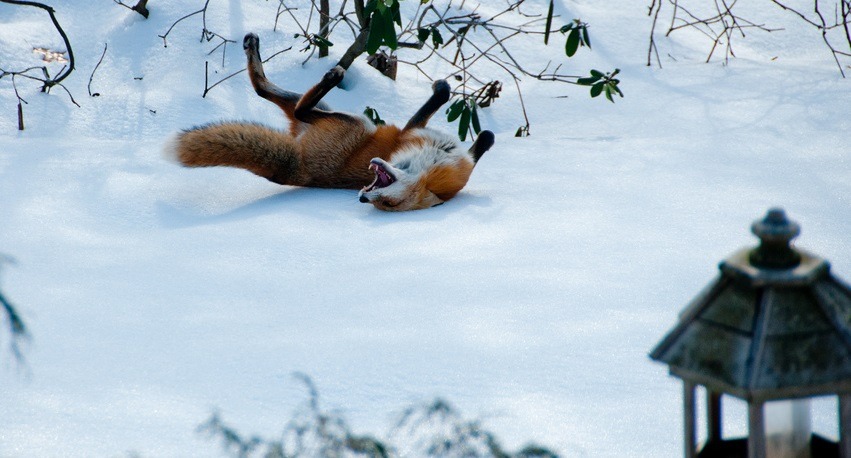 wolverxne:  Photographer Tim Carter captured these adorable images of this Red Fox