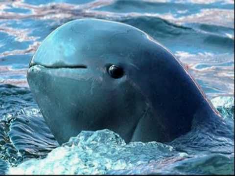 sixpenceee:  The Irrawaddy dolphin is a species of oceanic dolphin found near sea coasts and in estuaries and rivers in parts of the Bay of Bengal and Southeast Asia. Genetically, the Irrawaddy dolphin is closely related to the killer whale. 