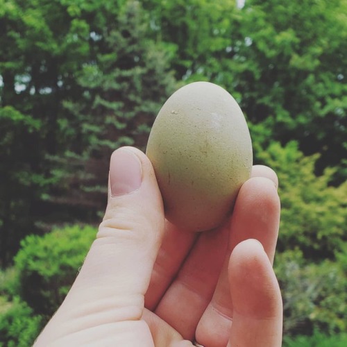 We got our first chicken egg!! #ameracauna #greenegg #ameracaunaeggs #fairyegg #farmfresheggs #zerow