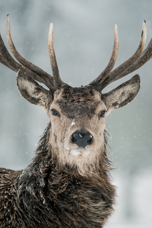 h4ilstorm: Red Deer Winter Portrait (by Old-Man-George)