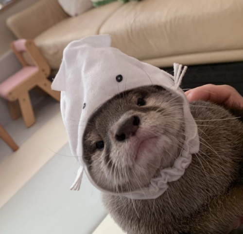 thingssthatmakemewet:  brebstick:  source: https://www.instagram.com/ponchan918/  Otters are so fckn cute!! I want one or two or 10 😍💖  Yessss, love otters! 