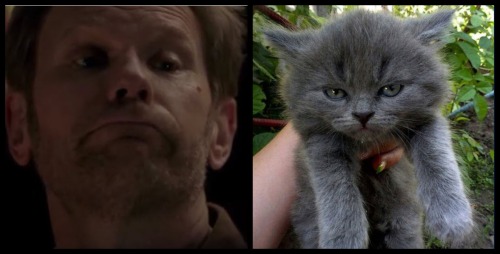 Lucifer/Nick as pissed off cats