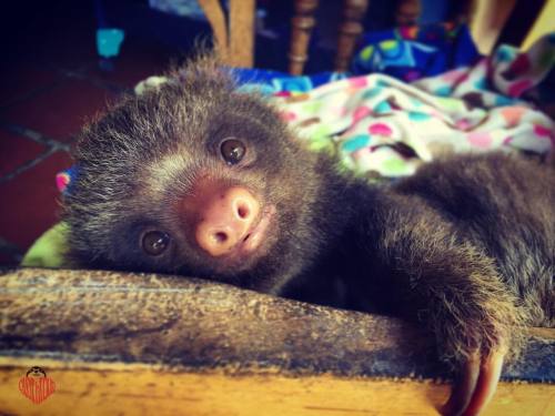 So much Slothlove here at the @toucanrescueranch meet the beautiful Espresso! #sloths #Slothlove #sl