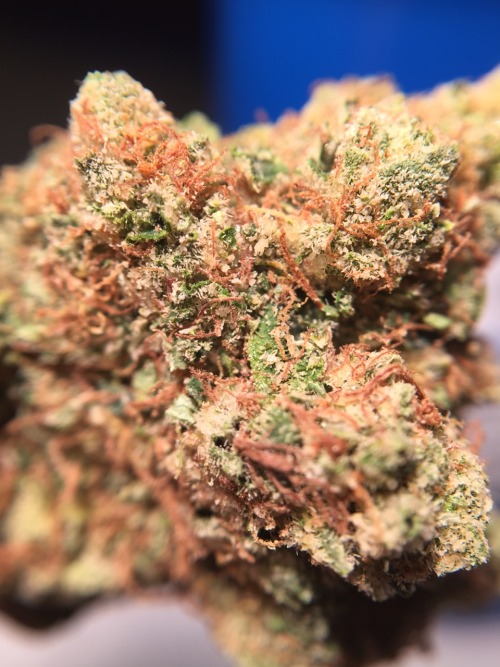 veraisastoner:  Obama OG