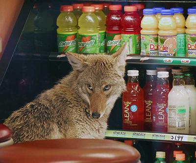 mesaxi:A coyote cools off in the drink fridge at a Quiznos in the Chicago Loop, 2007“It did not grow