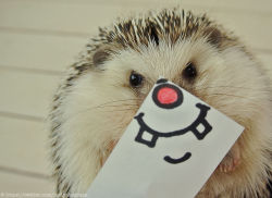 asylum-art:Getting creative with your Hedgehog  The Japanese owner of “Marutaro the Hedgehog” has been posting pictures of Marutaro with little cutout faces on twitter.