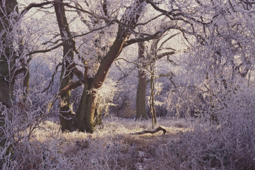 forestmood: Frosty glade - Castor Hanglands by naturalengland 