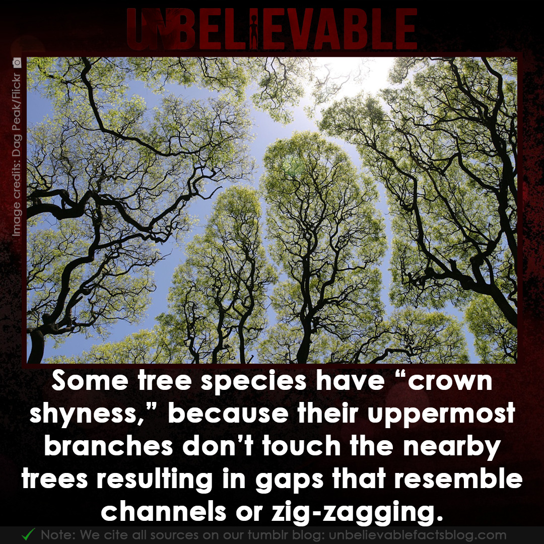 Crown shyness: what it is and which trees it affects - Discover Wildlife