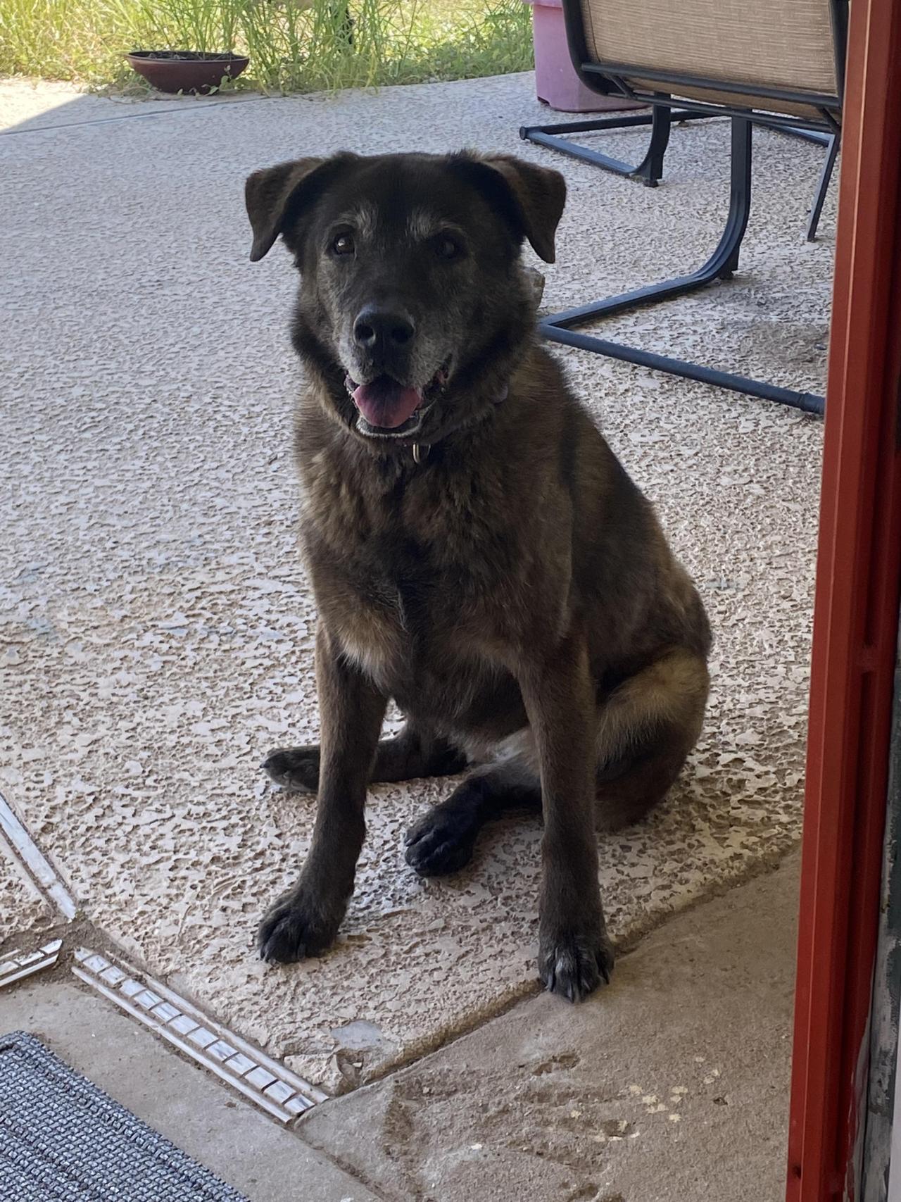 My dog Lola passed away last night. Sharing her smile.