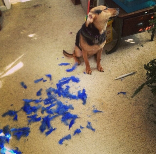 sleek-siren:  haleycue:  pandamiglio:  My dog destroys things then acts like he doesn’t