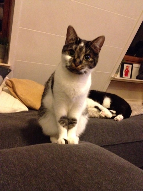 awwww-cute:  Bria is over a year old and I JUST saw this today 