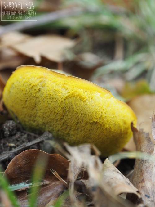 Found summer 2020Xerocomus subtomentosusAlso known as suede bolete, brown and yellow bolete, boring 