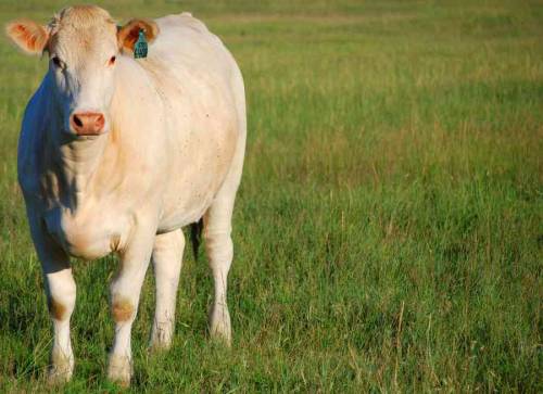 Charolais cattleThe Charolais is a breed of taurine beef cattle from the Charolais area surrounding 