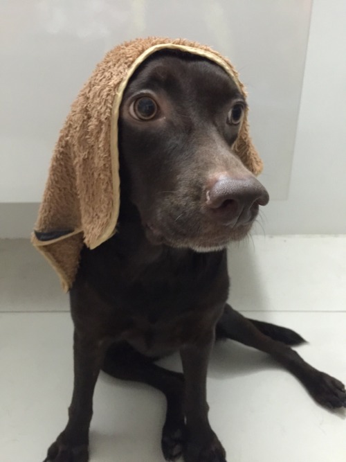 Dogs ft. towel, 2015
