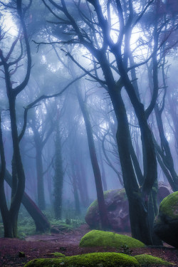 jamas-rendirse:  Peninha Magical Forrest, In Sintra, Portugal, By Fabs Fabian.   