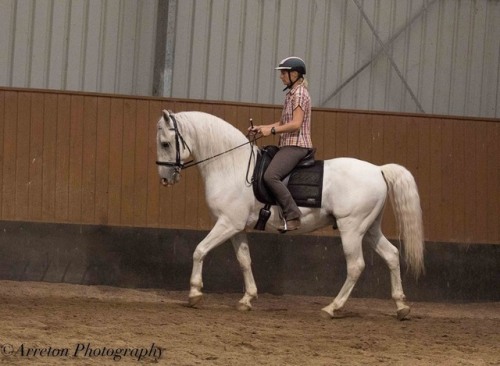 257 Favory Pallavicina226 Favory Naussica  x Pluto XXIX-23Lipizzaner, Stallion15.2hhBorn 2007