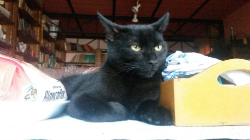 Yes, I know, I am a crazy cat lady. My little Hades.