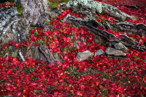 Impressive fallen leaves gradient at Ryoan-jitemple, by Prado