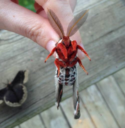 Male Cecropia moth, and a male Promethea moth in the background.Image: JoBeth Davis