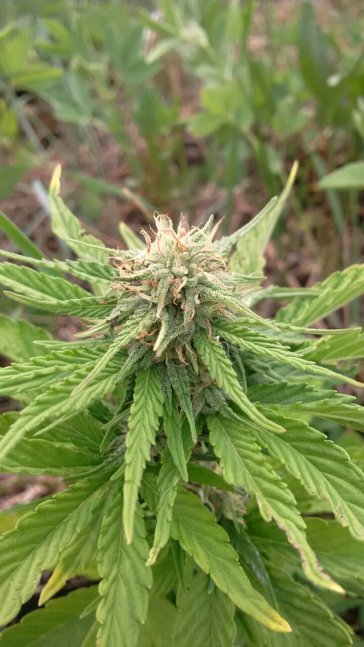 herbfarm69:  Day 65:  Pistols are changing to brown, buds are gonna start growing