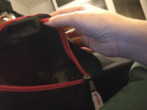 Yasha and I are packing go bags, just in case the fire gets too close. He&rsquo;s very helpful like 