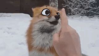kéké — Animating eyes over foxes makes me so happy