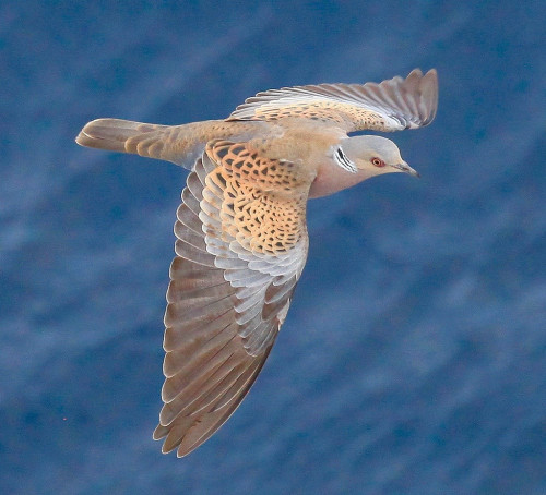 avianeurope:European Turtle Dove (Streptopelia turtur) &gt;&gt;by Harold Moses