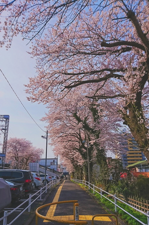 hajimesa:Cherry trees alley full bloom.