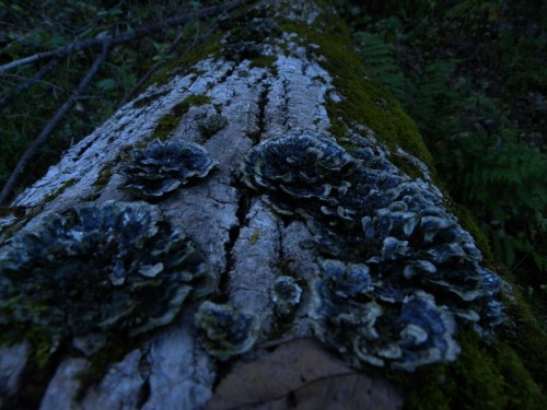 aetheric-aesthetic:Trametes versicolor blooms