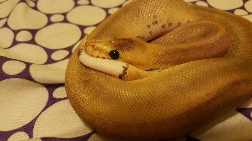 tailsandkabuki:Mustache.