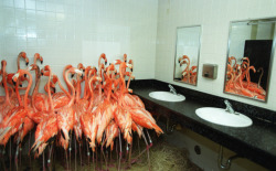likeafieldmouse:  Getty Images Flamingos taking refuge in a bathroom at Miami-Metro Zoo, Sept. 14, 1999, as tropical-storm force winds from Hurricane Floyd approached the Miami area. 