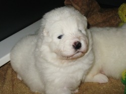 The-Absolute-Funniest-Posts:  Buffythesamoyed: Today Is My First Birthday! I Can’t