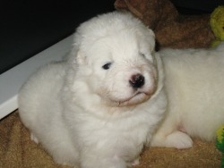 the-absolute-funniest-posts:  buffythesamoyed: Today is my first birthday! I can’t believe I was ever as small as my humans say I was. Time for some cake! Or doggie treats. I’m not picky. 😊   This post has been featured on a 1000notes.com blog.