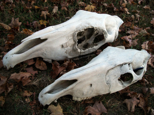 shadyufo: Hela and Phineas Gage the Pathological Horse Skulls Phineas Gage appears to have been kick