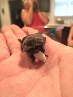 cuteanimalspics:  Meet Igor, a Brazilin Free-Tailed Bat that I found (Source:…