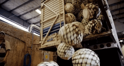 micdotcom:  Watch: Who knew making tequila could be so mesmerizing