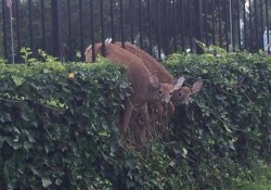 sykarisdawnshadow:tamashiihiroka:Two deer. Not just one. Two of them made this mistakeOh hey look….it’s every RP partner out there