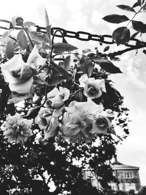 satanswidow:  🌹🌿 
