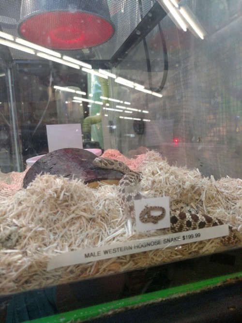 Some local pet store snoots