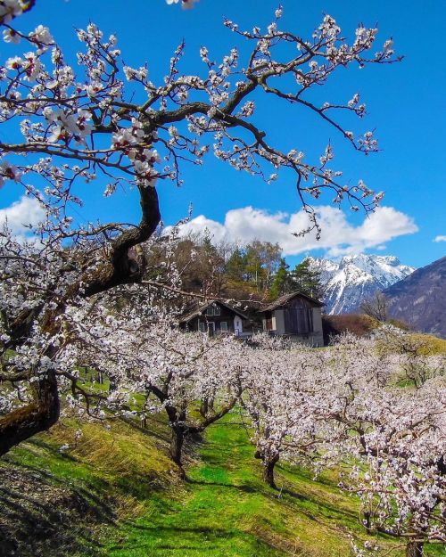 vieweds:  Distillerie Morand 🇨🇭🍑