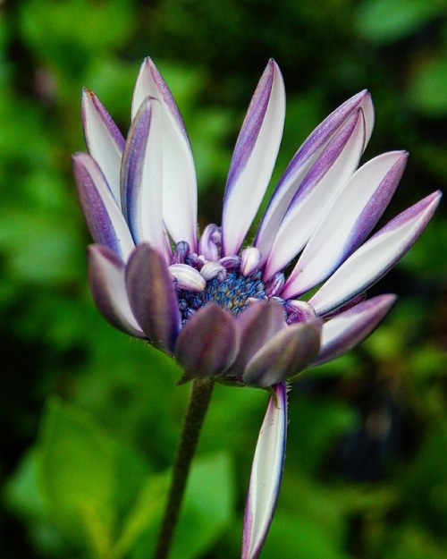 Wishing you all well this sunny but cold Tuesday! #sunny #cold #winter #winterishere #flowerporn #fl