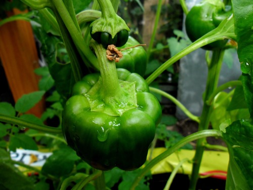 Sweet peppers. My daughter planted these as she loves only red peppers, let’s hope they change