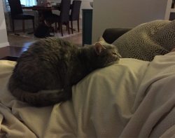cute-overload:  She comes and sleeps on my pregnant wife like this every nighthttp://cute-overload.tumblr.com source: http://imgur.com/r/aww/ODMLdbB