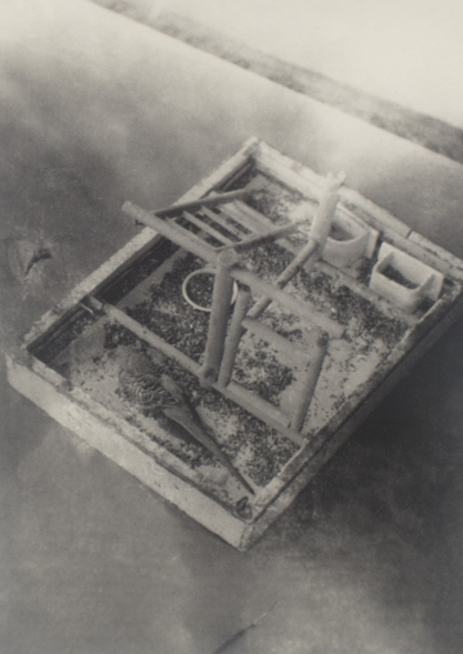 grigiabot:  Tacita Dean • Dead Budgie Project • 2002   