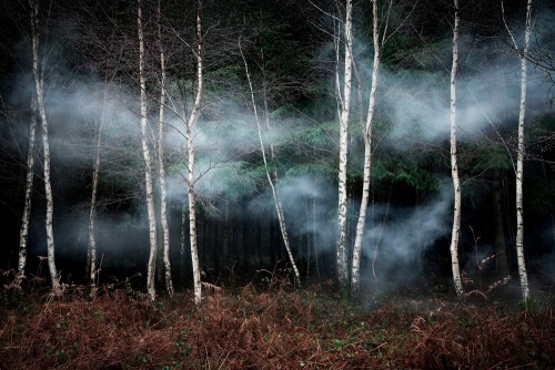 thekhooll:Between the Trees Ellie DaviesWhat is a forest?  Is it the trees or the space that exists 