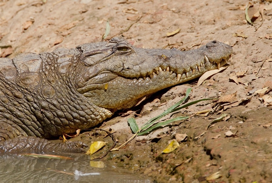 wapiti3: Nile crocodile  Paul Cools photos 