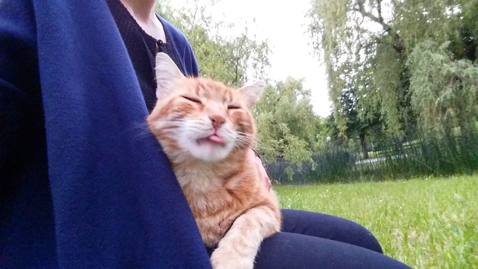 catsbeaversandducks: Cat Comes to University Every Day So She Can Rescue Students