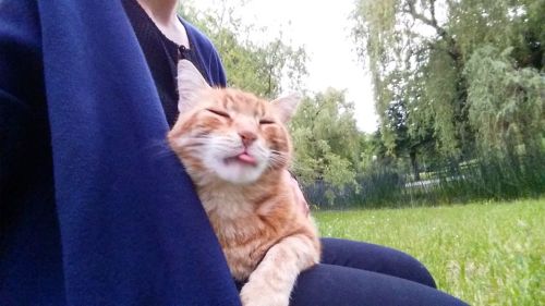 catsbeaversandducks:Cat Comes to University Every Day So She Can Rescue Students with CuddlesFor yea