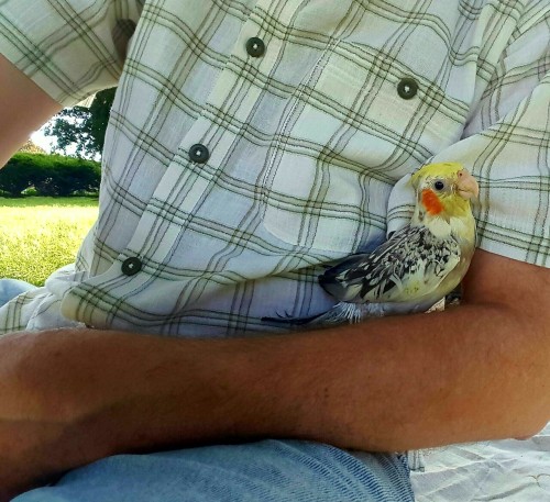 Sitting in the park with Benny on my lap. He moved in for some snuggles.